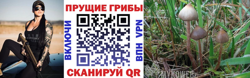 Псилоцибиновые грибы ЛСД Гвардейск