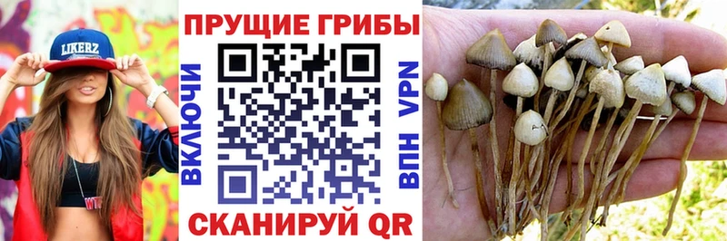 Галлюциногенные грибы мицелий  нарко площадка Telegram  Гвардейск  цена  